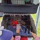 Miesto šventė – trys veiklios dienos renginių visų skoniams (foto+video)