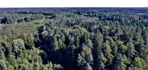 AM pateikė derinimui naujas Miškų įstatymo pataisas: 5% mokesčio pinigus naudos miškams iš savininkų išpirkti